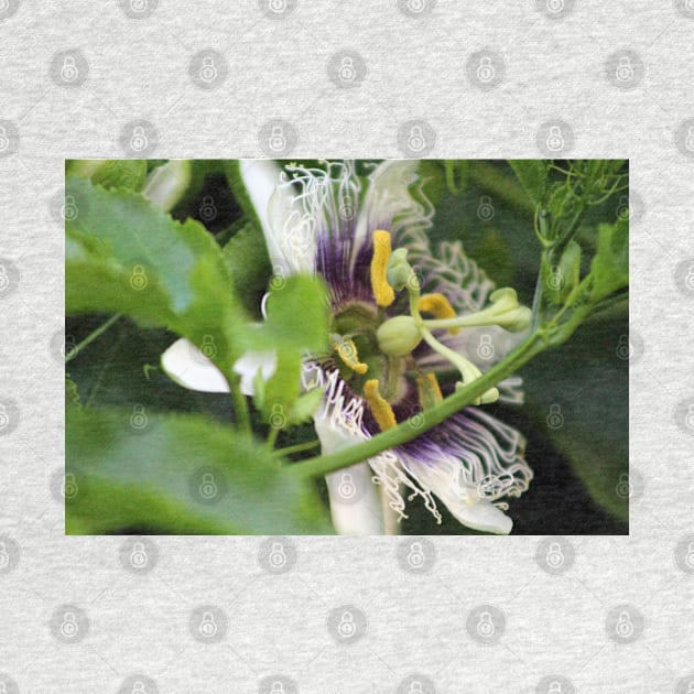 Passion Flower Closeup by ButterflyInTheAttic